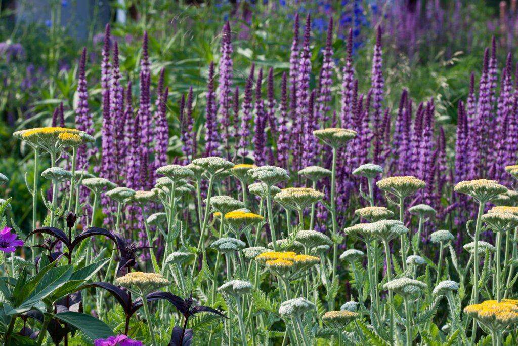 Staudenpflanzung als Bienenweide